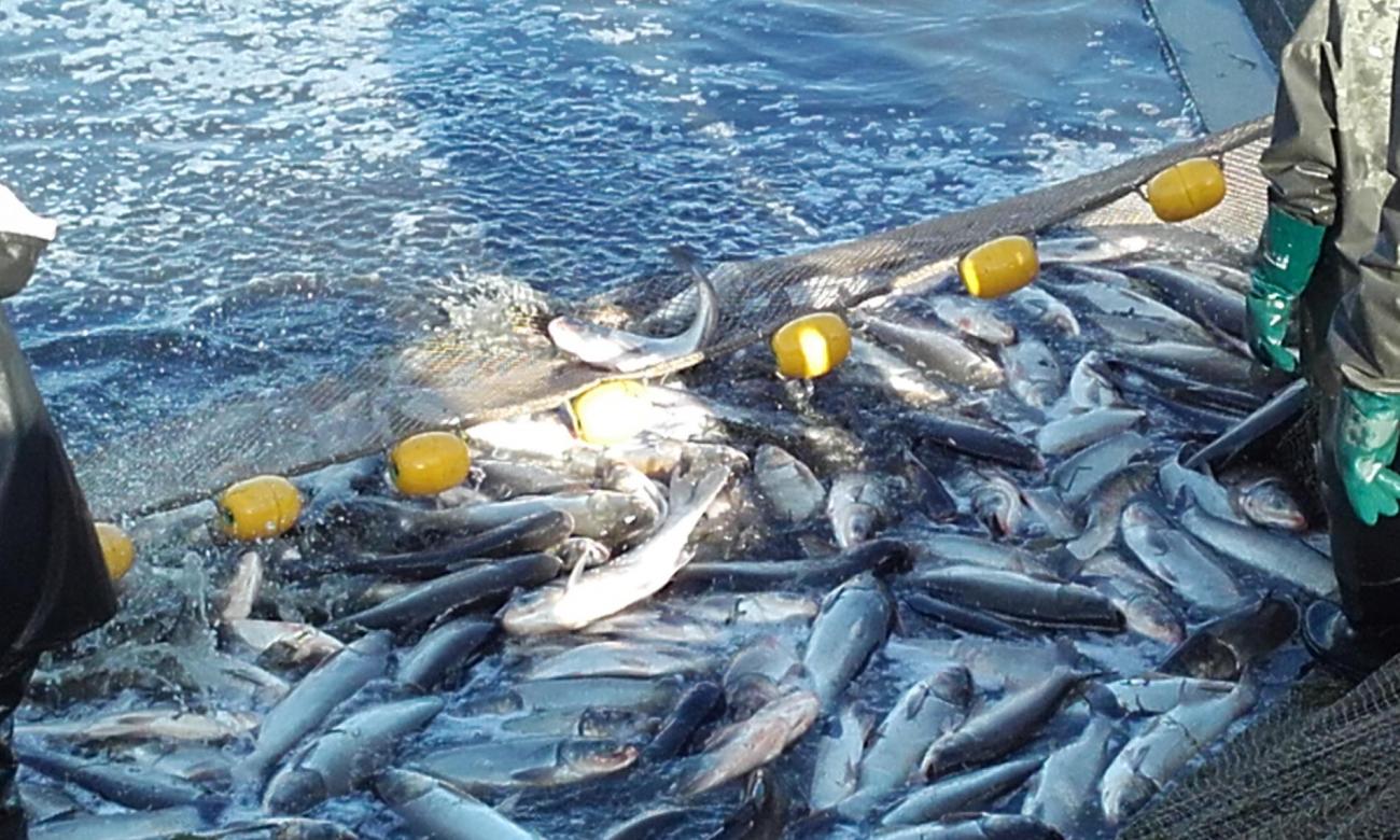 recoltare novac-fitofag