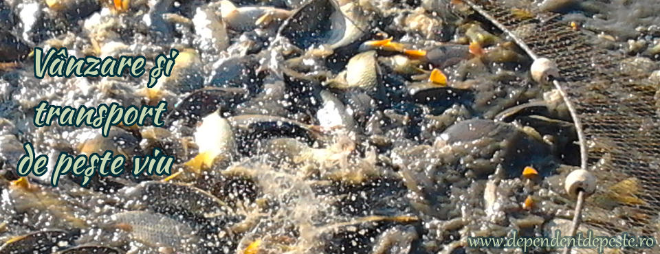 Vânzare pește viu și transport